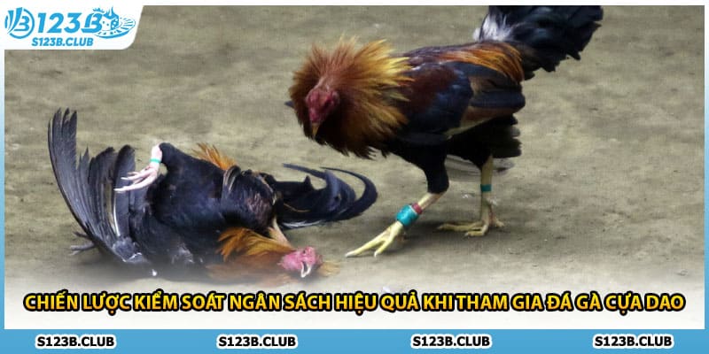 Chiến lược kiểm soát ngân sách hiệu quả khi tham gia đá gà cựa dao